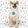 Pañoleta con collar para mascotas pequeñas – Personalízala con nombre o diseño